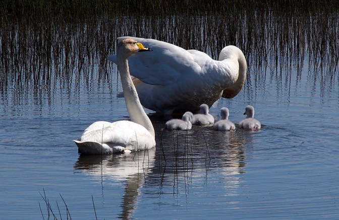 Tundra swans with cygnets on the road to Höfn