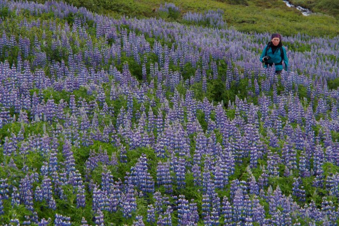 Jan in the Lupin
