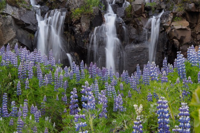 Lupin with waterfall