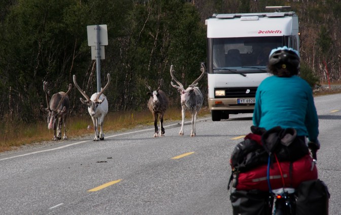 Honey, watch out! There's a herd of reindeer on the road.