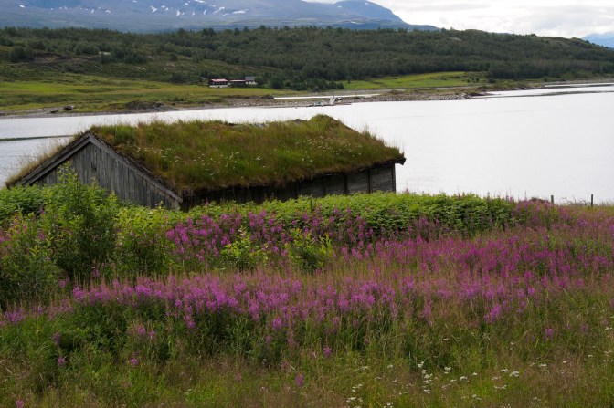 Fireweed colours the landscape.