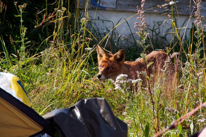 A fox checking out what can be had at our camp.