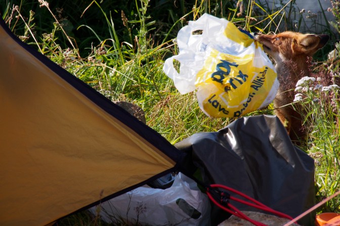 The fox makes a play for a plastic bag with a kiwi in it.
