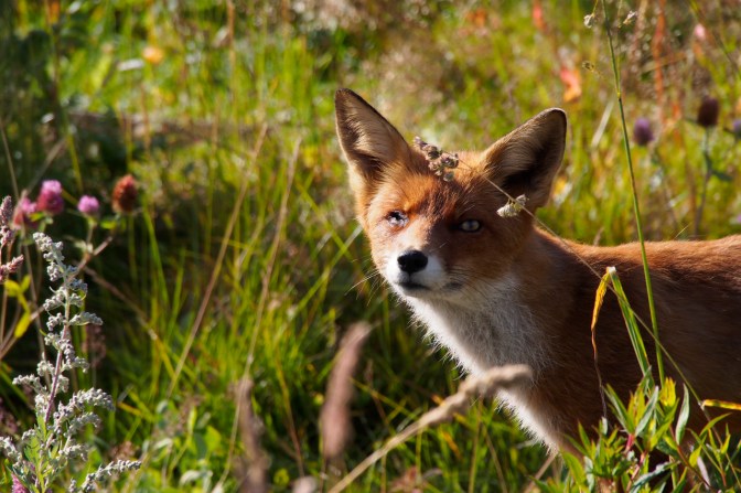 The fox stalking our camp had a problem with its right eye but otherwise looked very healthy.