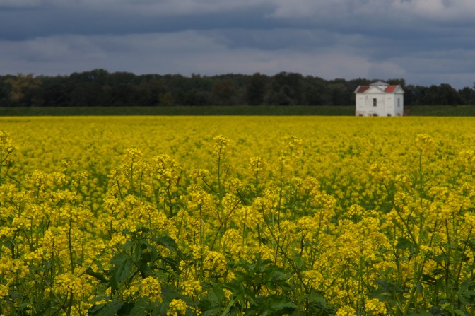 Canola field along the Saale cycle route in Germany