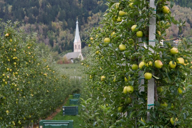Apple orchards on the way down to Merano.