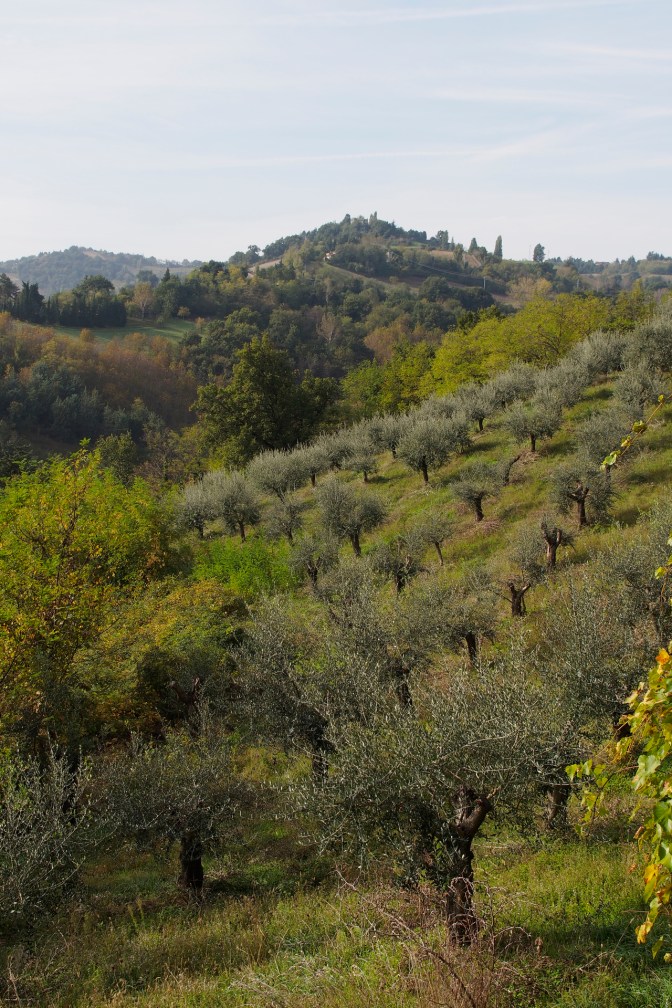 Olive grove.
