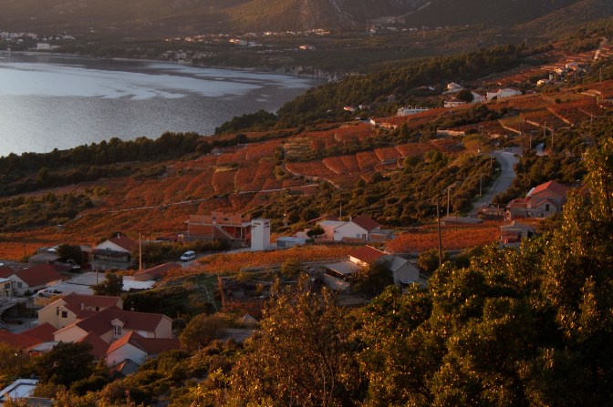 Sunset on the vineyards along the road down into Orebič.