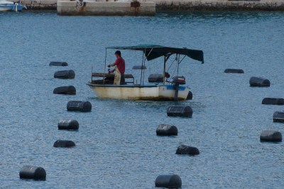 Oyster harvesting at Mali Ston.