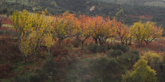 Fall colours in the Mt. I Gjer pass.