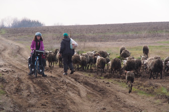 Stuck on a dirt road with some sheep.