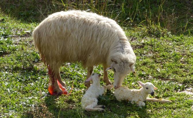 Newly born lambs.