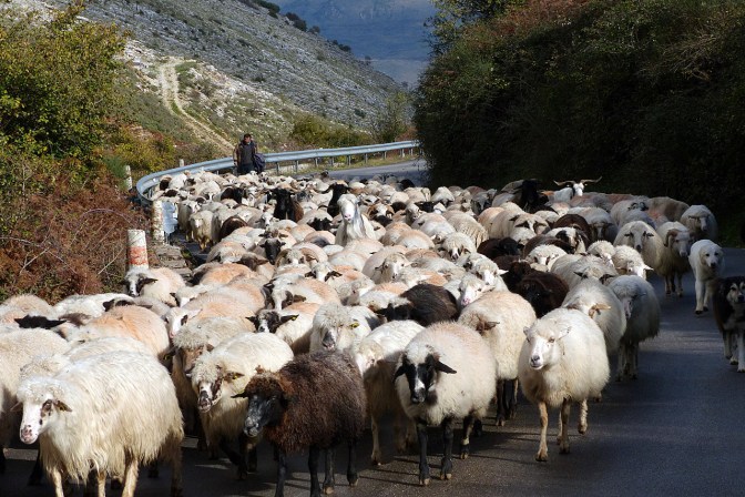A herd of sheep on the road.