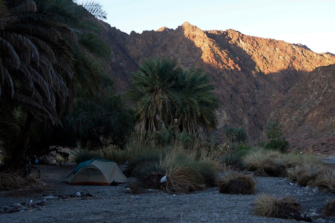 Camp under the palms in Wadi al Abyad.