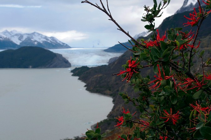 Looking down toward Grey Glacier.