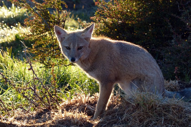 A fox hanging around our camp in Villa Tehuelches.