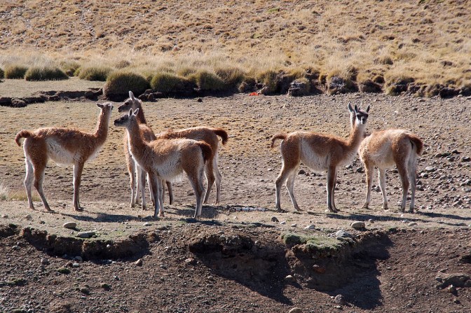 Guanacos.
