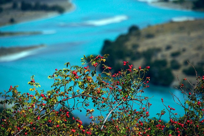 Rose hips above Rio Baker.