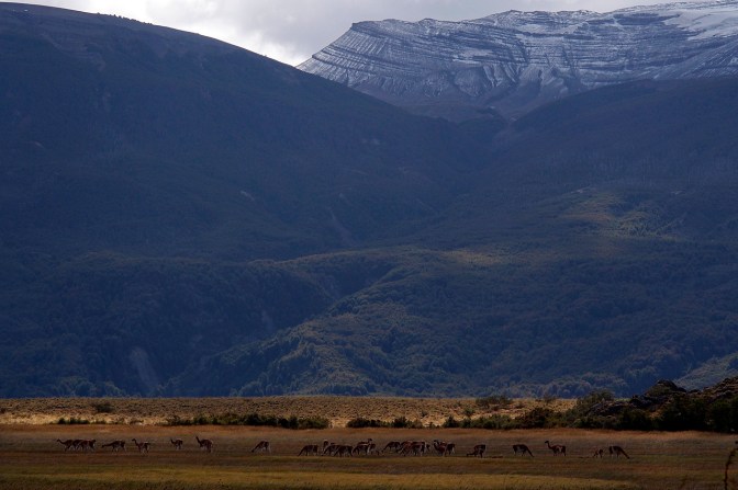 Large herd of guanaco in Valle de Chacabuco.
