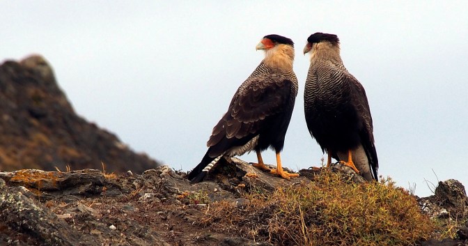 Crested Caracaras.