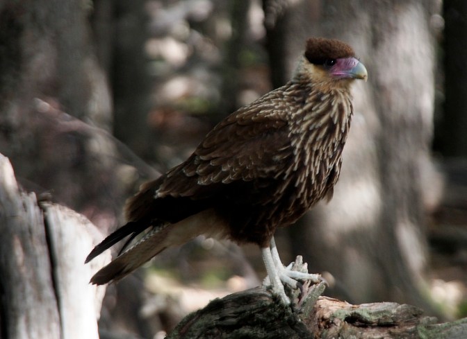 Crested Caracara.