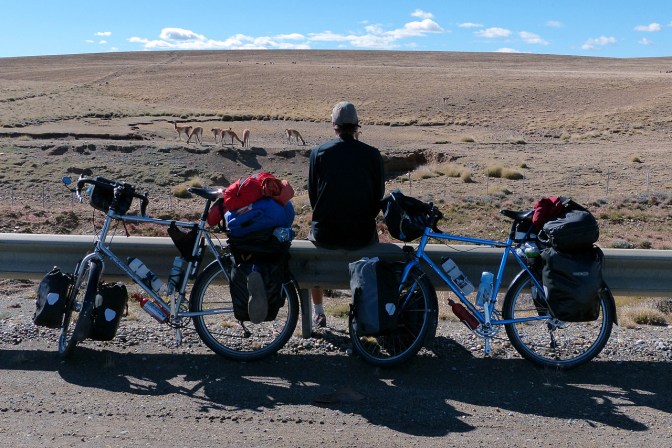 Snack break with the Guanacos.