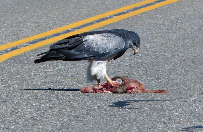 Jan got this raptor feeding on roadkill.