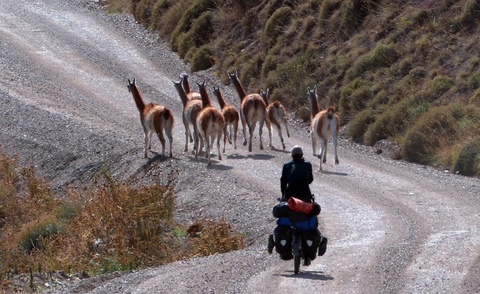 Paul herding guanacos.