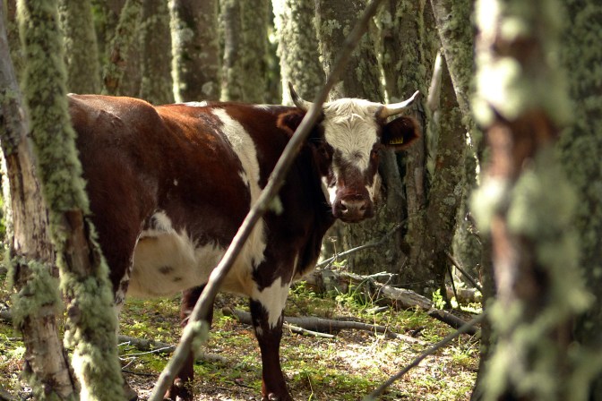 A conglomeration of young steaks in its natural habitat.