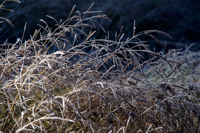 Frost greeted us in the morning riding from Villa La Angostura to San Martin De Los Andes.