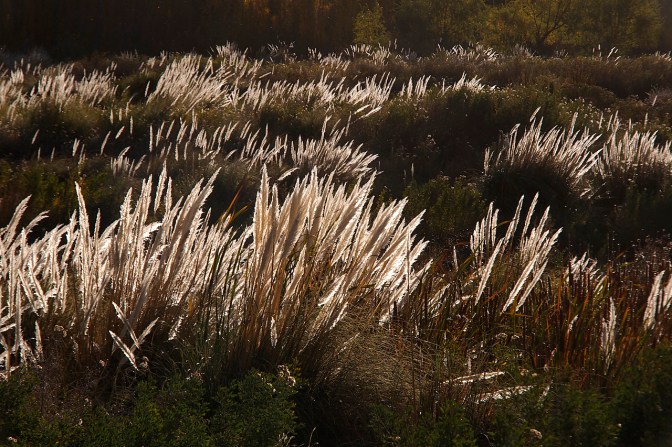 Reeds in a bog in Uspallata.
