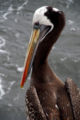Pelican.