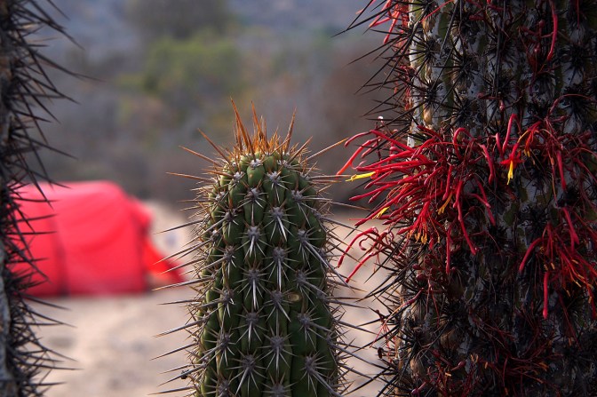 Cactus camp near Las Palmas.