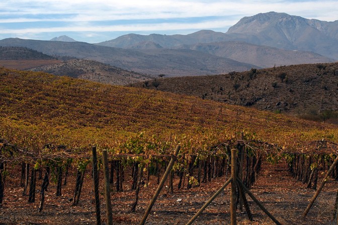 Vineyards in the Limarí Valley north of Combarbalá.