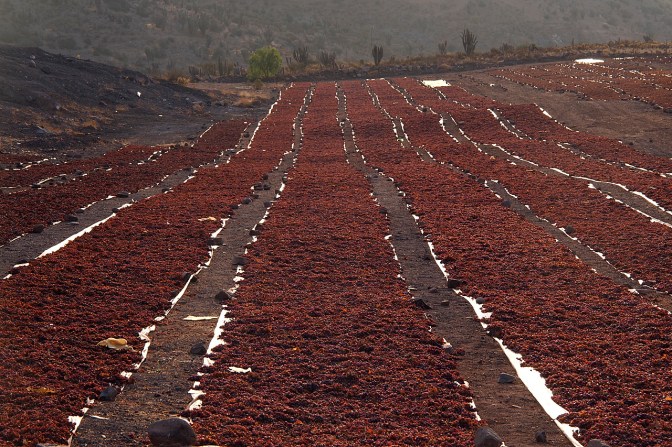 Grapes drying in the sun outside Monte Patria.