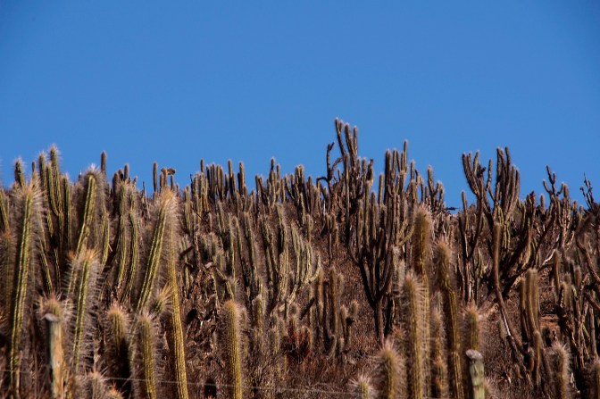 Now if they could only do something with cacti.