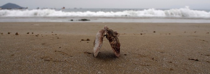 Scallop shell on Guanaqueros beach.