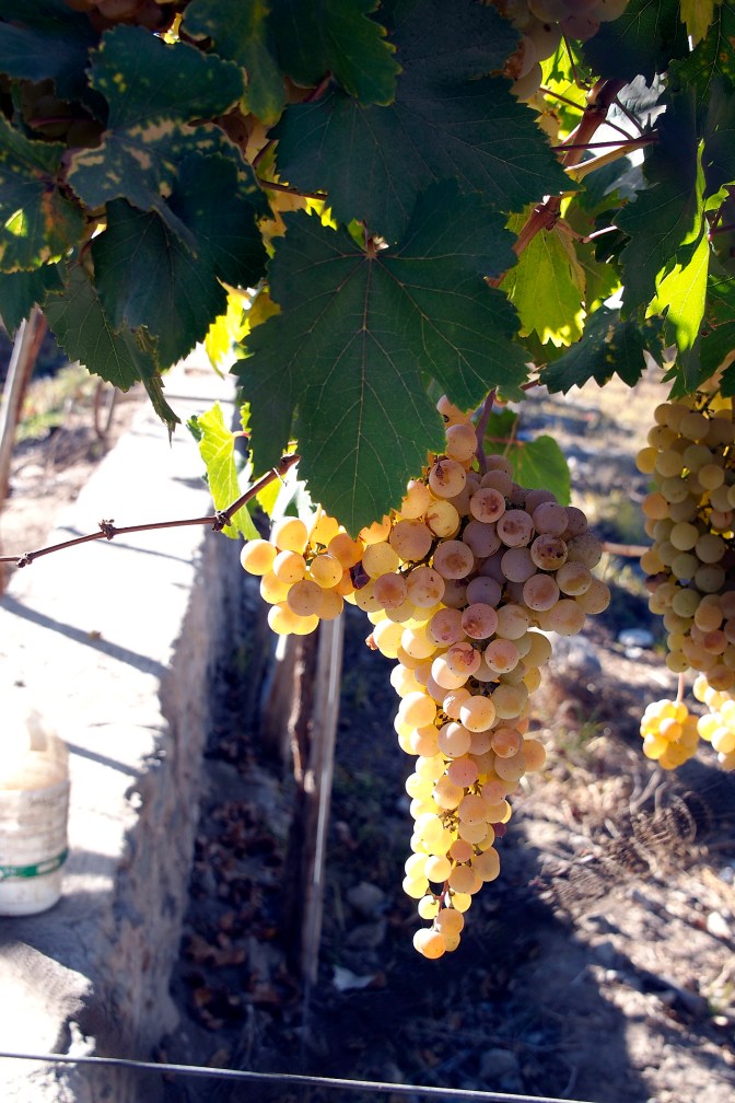 This is what the Elqui Valley is all about.