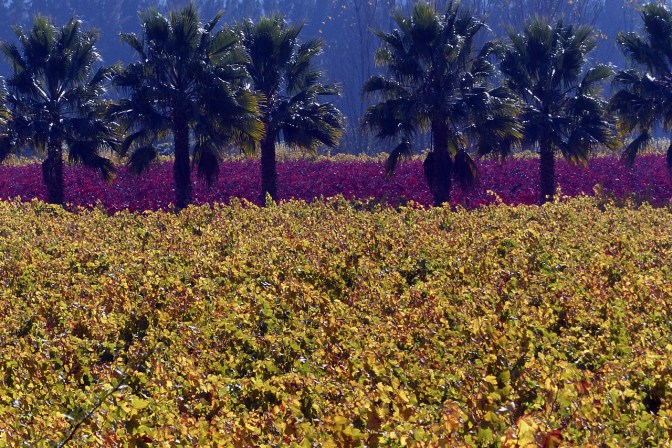 Fall colours in the vineyards.