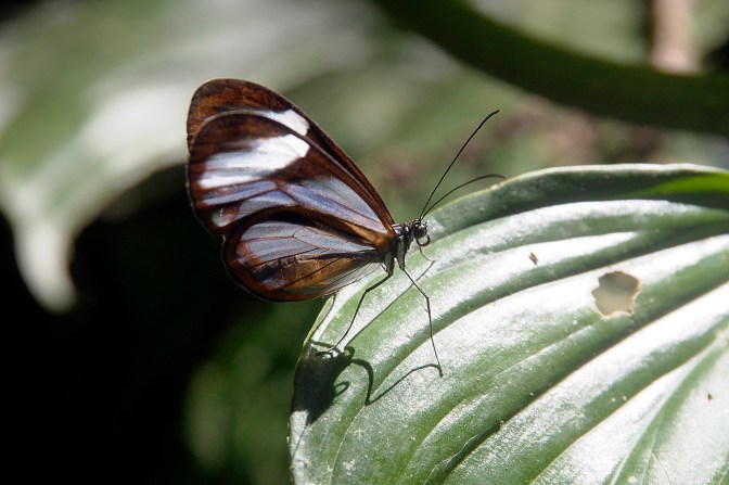 A butterfly with translucent wings.