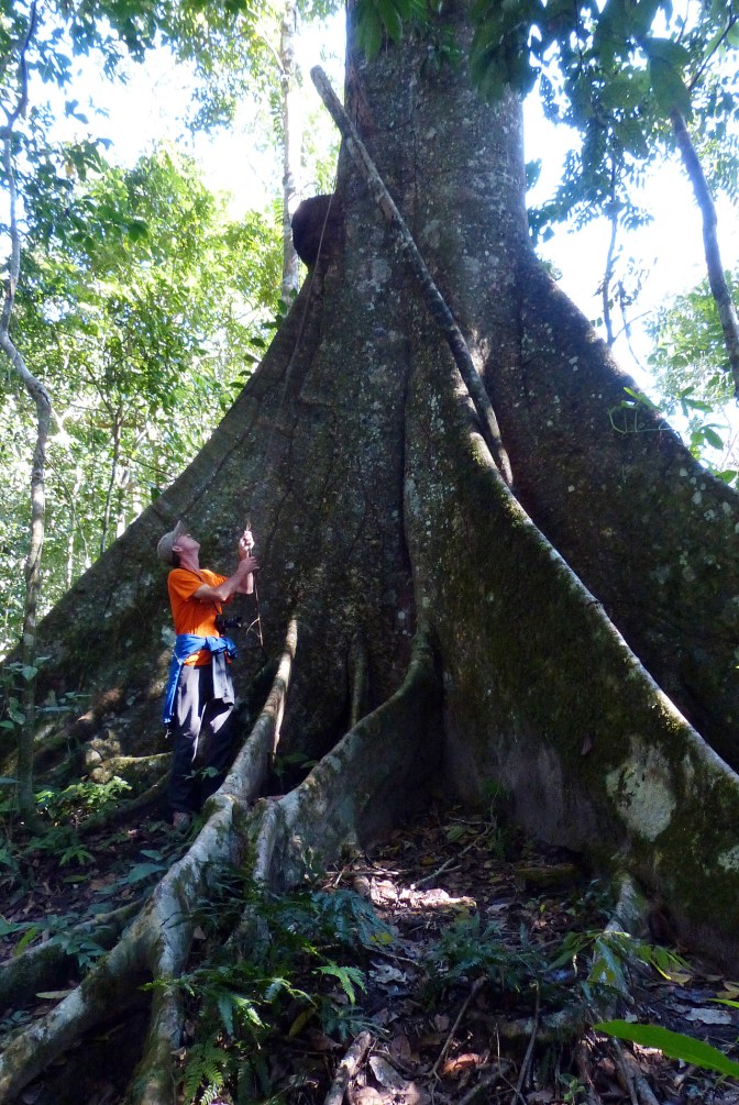 Paul with one of the jungle giants.