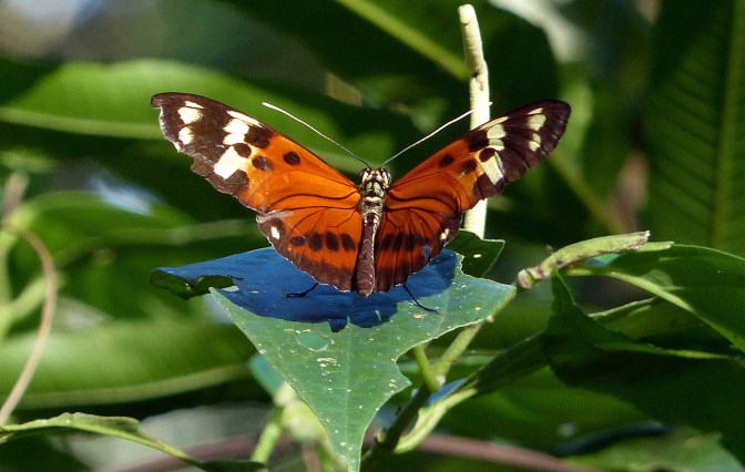One of many butterflies.