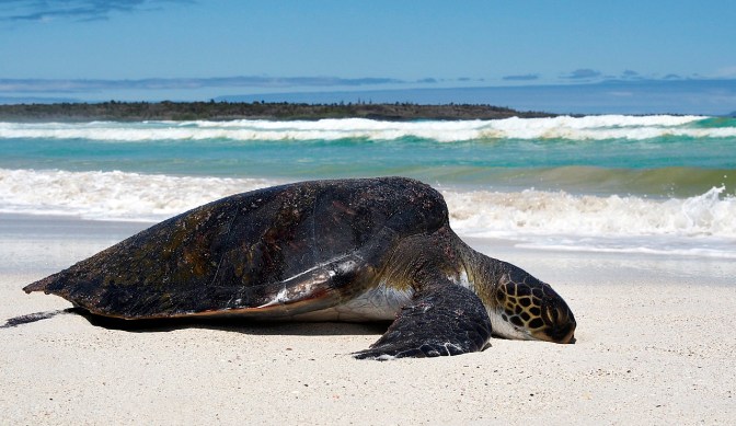 A green sea turtle on Tortuga Bay beach.