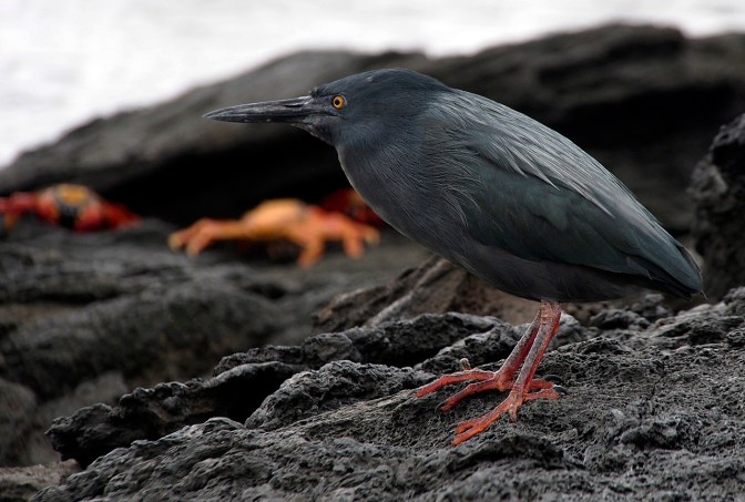 Lava heron at Puerto Egas.