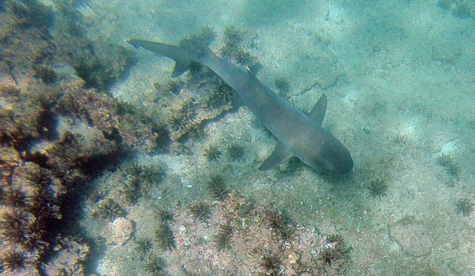 Grey reef shark.