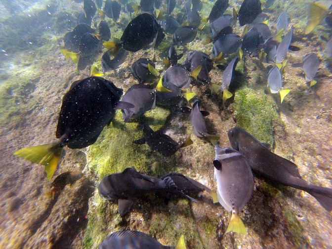 Snorkelling with the fishes.