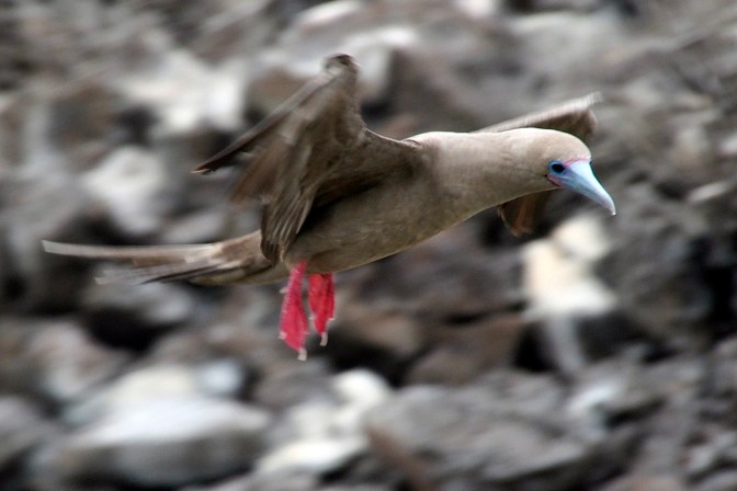 Red footed booby coming in for a landing.