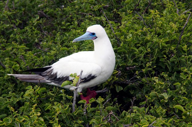 White phase red footed booby.