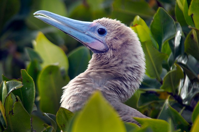 Red footed booby.