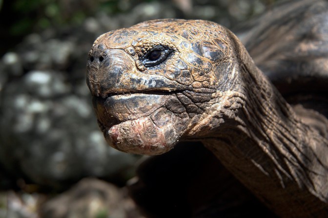 Giant San Cristobal tortoise.